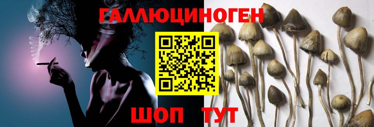 наркота  Галлюциногенные грибы Psilocybe  Вход с VPN  Грязи  Псилоцибиновые грибы Magic Shrooms 